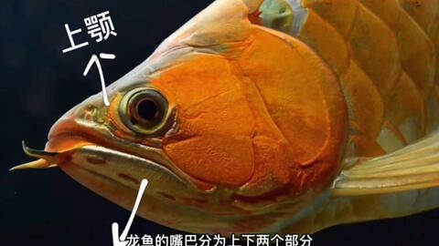 龍魚喂食視頻：如何正確喂養(yǎng)龍魚 龍魚百科 第4張