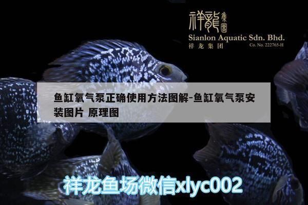 龍魚缸水溫32度需要增氧嗎vs祥龍魚場：如何判斷龍魚缸水溫32度是否需要增氧 vs祥龍魚場 第4張