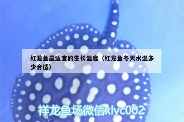 龍魚缸水溫32度需要增氧嗎vs祥龍魚場：如何判斷龍魚缸水溫32度是否需要增氧 vs祥龍魚場 第5張