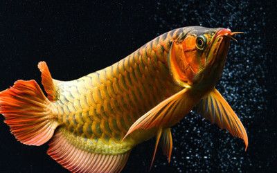 龍魚(yú)越大越好養(yǎng)：關(guān)于龍魚(yú)飼養(yǎng)的一些建議 龍魚(yú)百科 第5張