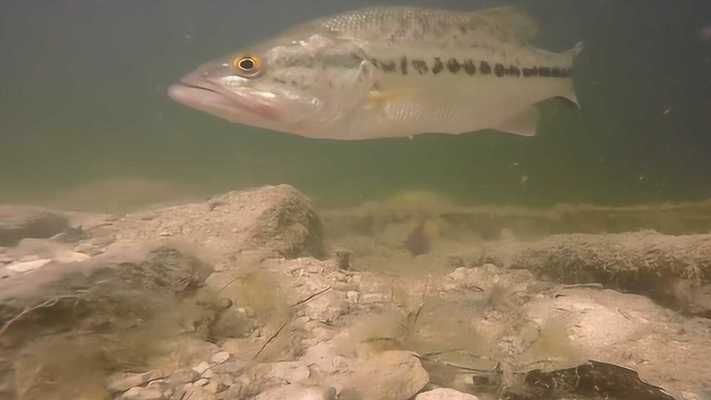 龍魚沉缸底是什么原因：龍魚沉缸底是怎么回事？ 水族問答