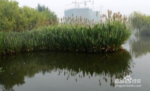 龍魚(yú)沉入魚(yú)缸底部怎么辦：如何預(yù)防龍魚(yú)沉入魚(yú)缸底部 水族問(wèn)答 第2張