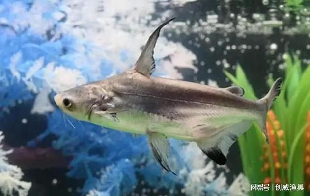 龍魚(yú)沉頭的解決方法：龍魚(yú)沉頭怎么辦？ 水族問(wèn)答