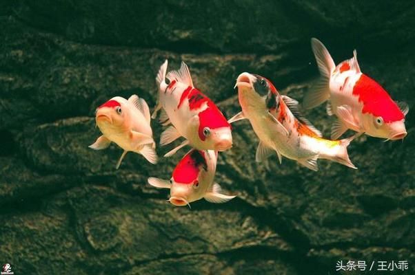 龍鳳鯉魚飲食結(jié)構(gòu)優(yōu)化：優(yōu)化龍鳳鯉魚的飲食結(jié)構(gòu)需要綜合考慮其營養(yǎng)需求 龍魚百科 第3張