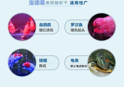 龍魚和鸚鵡地圖混養(yǎng)的危害？：龍魚和鸚鵡魚地圖混養(yǎng)存在潛在的危害 龍魚百科 第3張