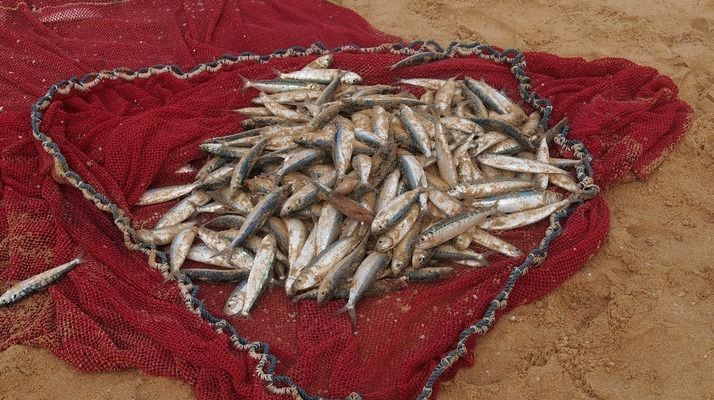 金龍魚需不需要配魚食vs祥龍魚場：金龍魚與祥龍魚場魚食需求研究