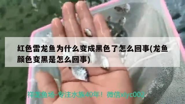 龍魚變黑怎么回事vs祥龍魚場：如何預(yù)防龍魚變黑，祥龍魚場的龍魚品種，龍魚變黑后的處理方法 vs祥龍魚場 第3張