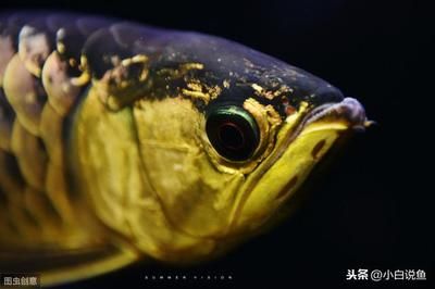 龍魚掉眼怎么治最有效：龍魚掉眼怎么辦 龍魚百科 第2張