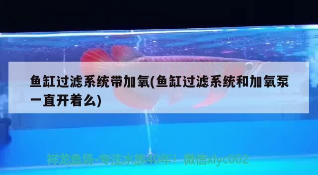 龍魚缸需要一直打氧嗎vs祥龍魚場：龍魚缸是否需要一直保持氧氣供應(yīng)的問題 vs祥龍魚場 第5張