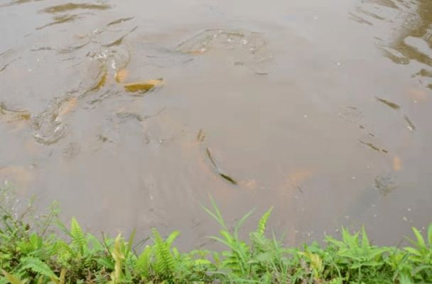 龍魚吃飼料利弊vs祥龍魚場(chǎng)：自制龍魚飼料配方分析：龍魚吃飼料的利弊是確保龍魚健康的關(guān)鍵 vs祥龍魚場(chǎng) 第1張