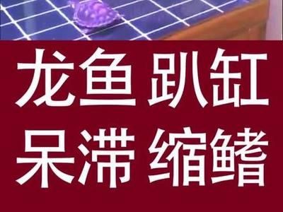 龍魚趴缸在水底不動怎么回事：龍魚趴缸后食欲不振怎么辦 龍魚百科 第3張