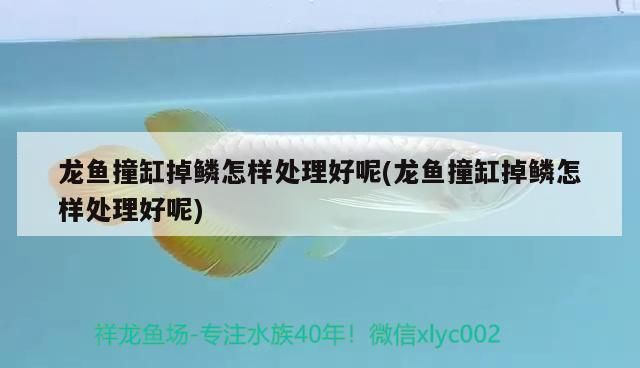 龍魚掉鱗潰爛怎么辦vs祥龍魚場：龍魚掉鱗潰爛怎么辦 vs祥龍魚場 第5張