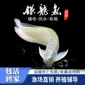 銀龍魚風(fēng)水布局的最佳位置：銀龍魚風(fēng)水布局影響財(cái)運(yùn)嗎 龍魚百科 第4張