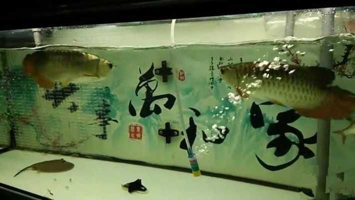 龍魚跟龍魚打架誰(shuí)厲害：如何處理龍魚之間的打架行為 龍魚百科 第2張