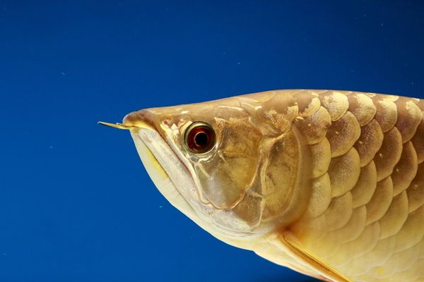 龍魚怎樣喂食比較好：龍魚是水族箱中的觀賞魚，其飼養(yǎng)需要注意和喂食方法 龍魚百科 第4張