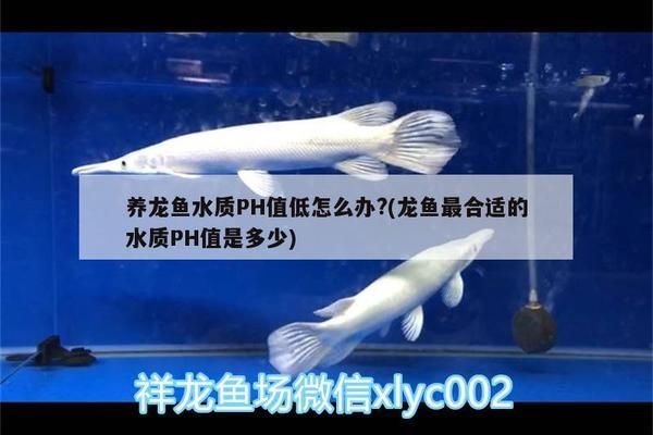 龍魚缸ph值低怎么辦vs祥龍魚場：如何提高龍魚缸ph值，龍魚適宜的ph值范圍 vs祥龍魚場 第2張