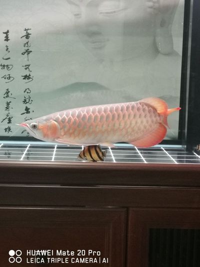 龍魚掉了一片鱗多久才能長回來？vs祥龍魚場：紅龍魚掉鱗后的恢復(fù)時間 vs祥龍魚場 第20張