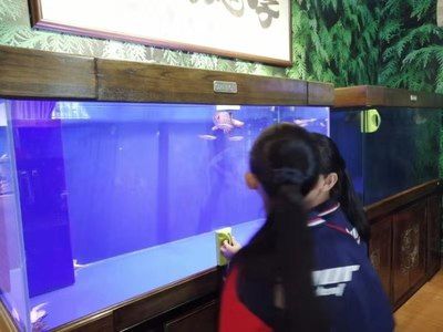 龍魚的飼養(yǎng)水溫多少合適vs祥龍魚場：龍魚飼養(yǎng)的理想水溫 vs祥龍魚場 第5張