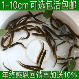 龍魚翹嘴好不好釣魚：龍魚翹嘴怎么釣 龍魚百科 第4張