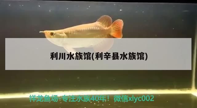 旅游網(wǎng)站祥龍水族館評(píng)價(jià)：青島市北區(qū)祥龍水族館 龍魚(yú)百科 第3張