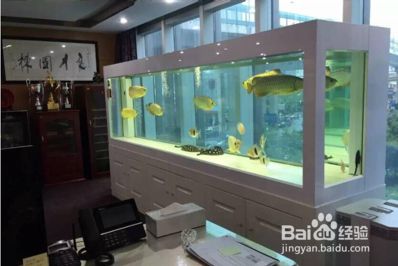 如何改善龍魚的水質(zhì)：龍魚飼料選擇指南 龍魚百科 第4張