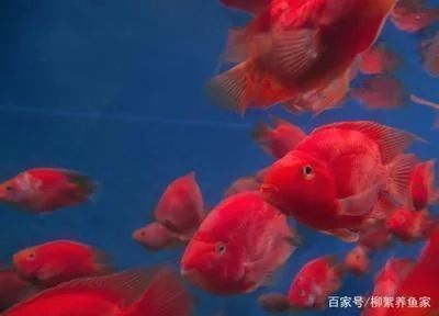 龍魚都不吃東西怎么辦vs祥龍魚場：龍魚不吃東西的原因以及解決方法 vs祥龍魚場 第5張