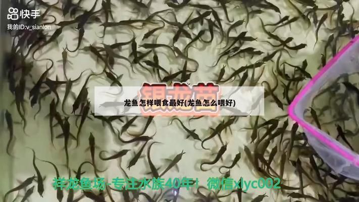 龍魚第一次喂食怎么喂好vs祥龍魚場：祥龍魚場龍魚喂食頻率指南