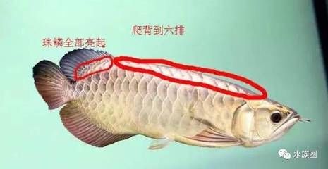 龍魚品相怎么看：如何挑選優(yōu)質(zhì)龍魚？ 龍魚百科 第4張