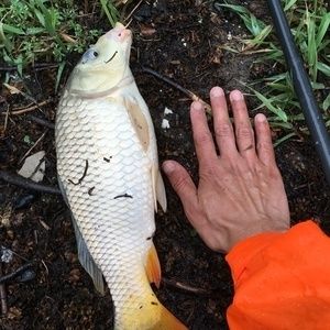 龍魚最佳溫度多少合適釣魚：夏季釣龍魚降溫技巧，龍魚水溫波動應(yīng)對策略， 龍魚百科 第2張