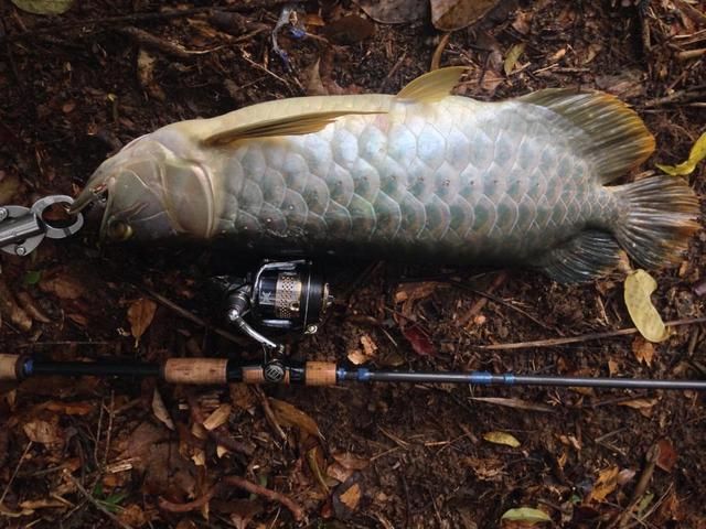 龍魚最佳溫度多少合適釣魚：夏季釣龍魚降溫技巧，龍魚水溫波動應(yīng)對策略， 龍魚百科 第5張