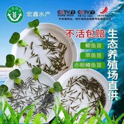 龍魚吃草魚苗：如何判斷龍魚是否過飽 龍魚百科 第1張