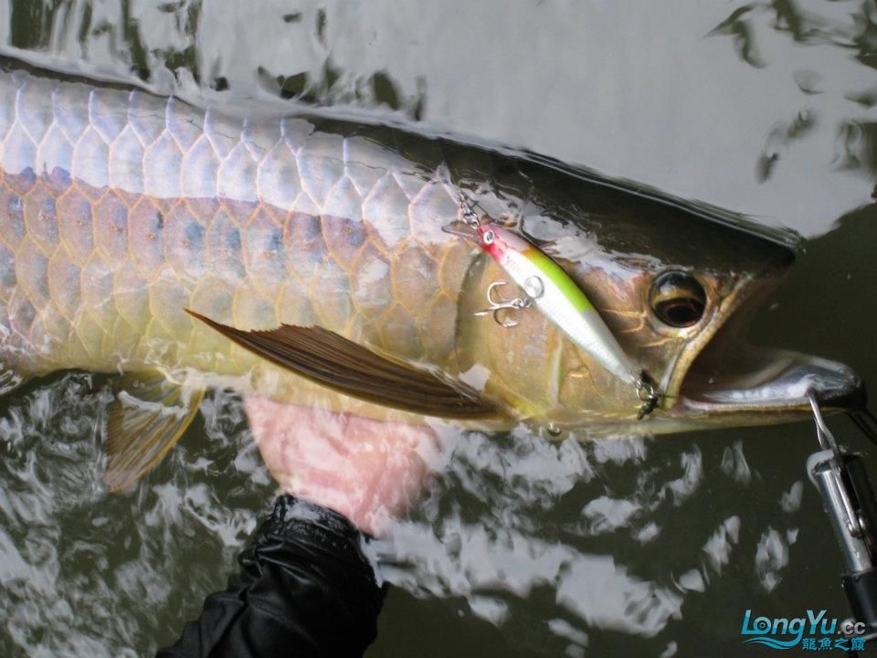 龍魚在哪里可以釣到大魚：奧比島手游龍魚在哪里可以釣到大魚 龍魚百科 第1張