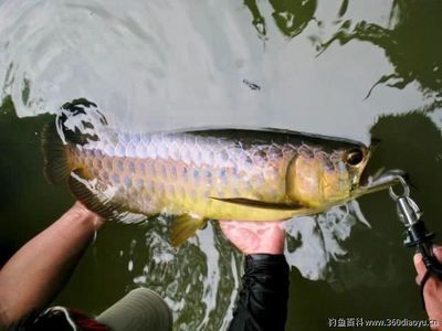 龍魚在哪里可以釣到大魚：奧比島手游龍魚在哪里可以釣到大魚 龍魚百科 第3張