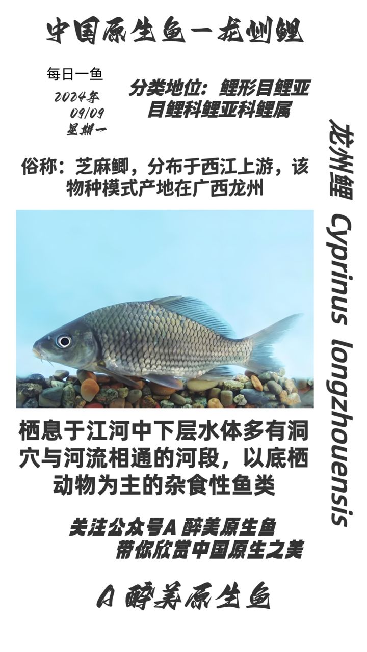 龍州鯉：龍州鯉在現(xiàn)代水產(chǎn)養(yǎng)殖中的應用 觀賞魚論壇