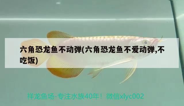 六角恐龍魚角被咬斷了要長多久？vs祥龍魚場：六角恐龍魚的角被咬斷了，龍魚需要多長時間才能重新長出新角？ vs祥龍魚場 第4張