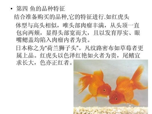 觀賞魚市場投資回報(bào)分析：觀賞魚市場投資回報(bào)分析顯示影響投資回報(bào)風(fēng)險(xiǎn)因素 龍魚百科 第3張