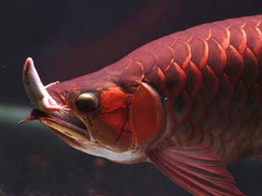 龍魚(yú)吃多了不吃食怎么辦vs祥龍魚(yú)場(chǎng)：如何判斷龍魚(yú)是否過(guò)飽 vs祥龍魚(yú)場(chǎng) 第2張