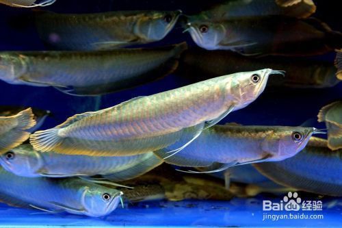 龍魚吃法：水族館養(yǎng)龍魚的注意事項 水族問答