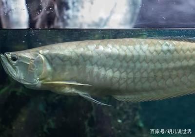 銀龍魚最佳飼養(yǎng)溫度：銀龍魚最佳飼養(yǎng)溫度為25-28攝氏度 龍魚百科 第5張