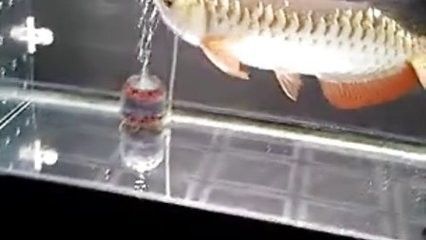 龍魚吃活食要注意什么vs祥龍魚場：喂食龍魚活食時(shí)需要注意的幾個(gè)關(guān)鍵點(diǎn) vs祥龍魚場 第3張