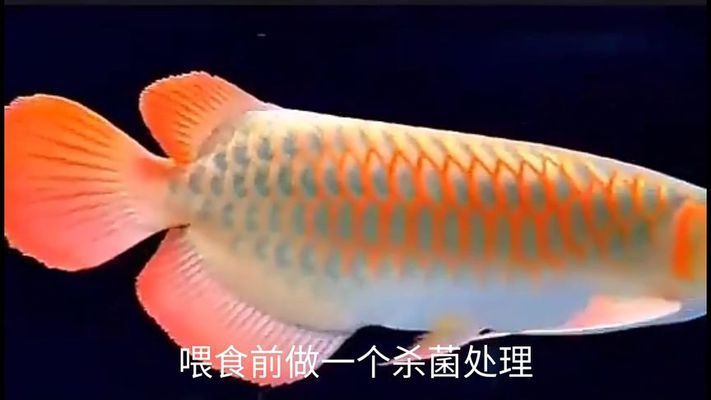 龍魚吃活食要注意什么vs祥龍魚場：喂食龍魚活食時(shí)需要注意的幾個(gè)關(guān)鍵點(diǎn) vs祥龍魚場 第5張