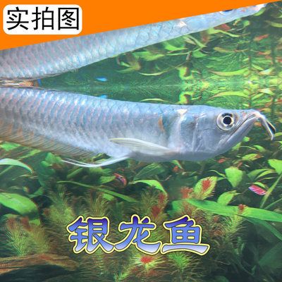 銀龍魚苗常見疾病預(yù)防：銀龍魚苗養(yǎng)殖過程中常見疾病的預(yù)防是提高成活率和養(yǎng)殖效益的關(guān)鍵 龍魚百科 第1張