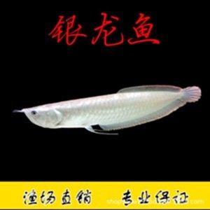 銀龍魚苗常見疾病預(yù)防：銀龍魚苗養(yǎng)殖過程中常見疾病的預(yù)防是提高成活率和養(yǎng)殖效益的關(guān)鍵 龍魚百科 第4張