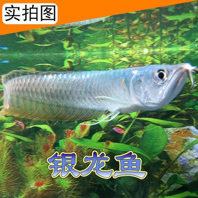 銀龍魚苗常見疾病預(yù)防：銀龍魚苗養(yǎng)殖過程中常見疾病的預(yù)防是提高成活率和養(yǎng)殖效益的關(guān)鍵 龍魚百科 第3張