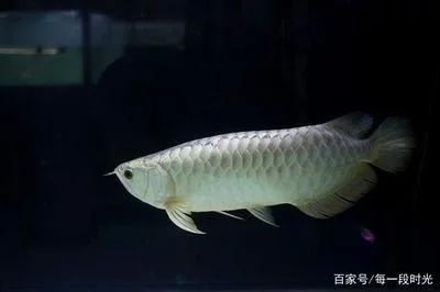 龍魚缸冬天應(yīng)該保持多少水溫合適vs祥龍魚場(chǎng)：龍魚冬季養(yǎng)護(hù)技巧，龍魚過冬注意事項(xiàng)， vs祥龍魚場(chǎng) 第4張