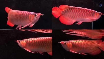 Ms-222對(duì)龍魚鱗片的影響：ms-222對(duì)鱸魚的影響 龍魚百科 第2張