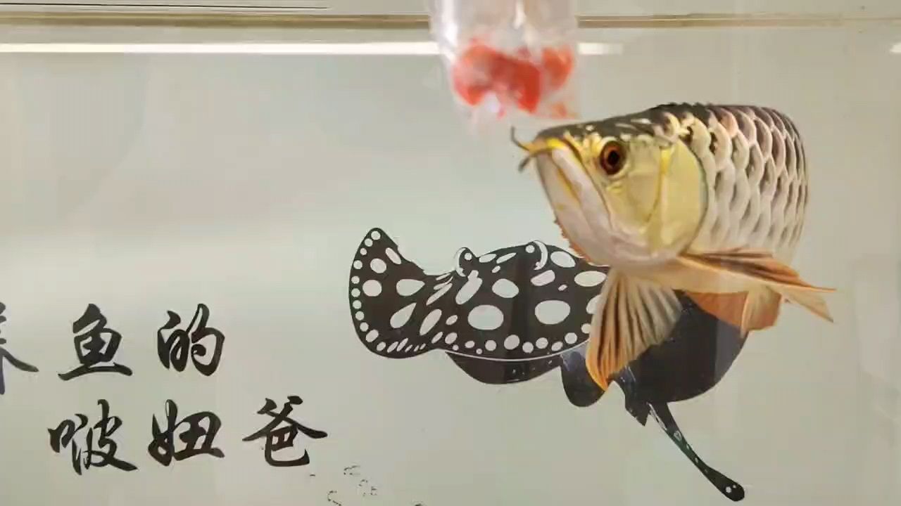 早上好：早上好，點(diǎn)解我 觀賞魚(yú)論壇