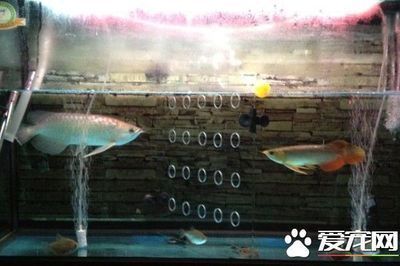 龍魚可以吃老鼠嗎：龍魚可以吃老鼠嗎？ 龍魚百科 第5張