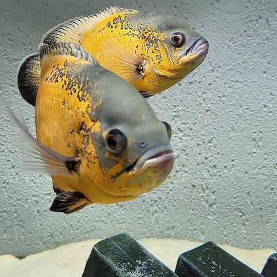 龍魚吃蝗蟲嗎：關(guān)于龍魚的15個問題 水族問答