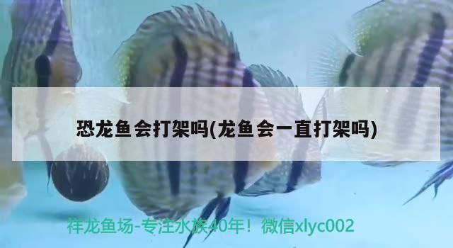 龍魚打架會不會打死vs祥龍魚場：如何預防龍魚打架 vs祥龍魚場 第3張